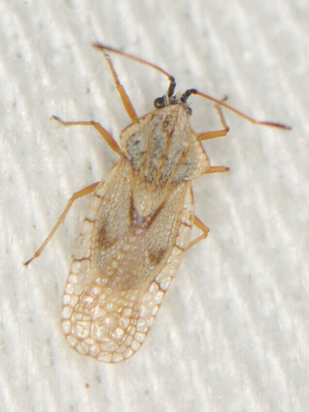 Gargaphia arizonica