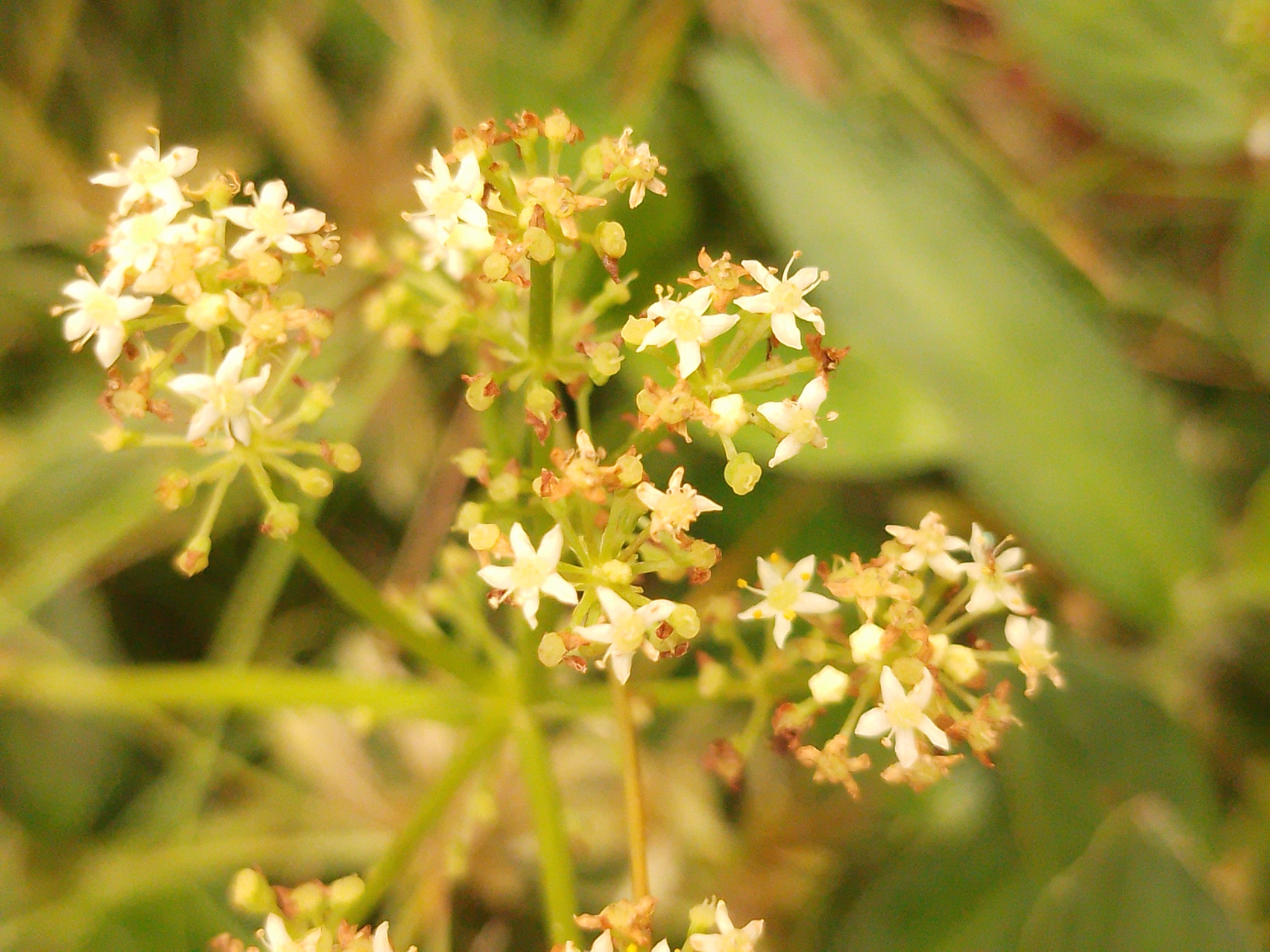 Hydrocotyle bonariensis