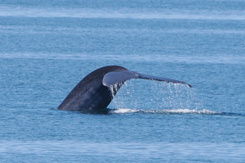 Whale