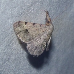 Frederickia disparcata