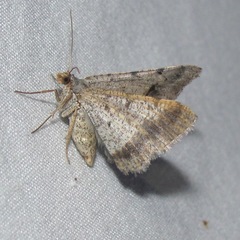Frederickia disparcata