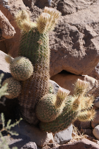 San esteban hedgehog (Echinocereus grandis)