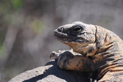 Piebald Chuckwalla