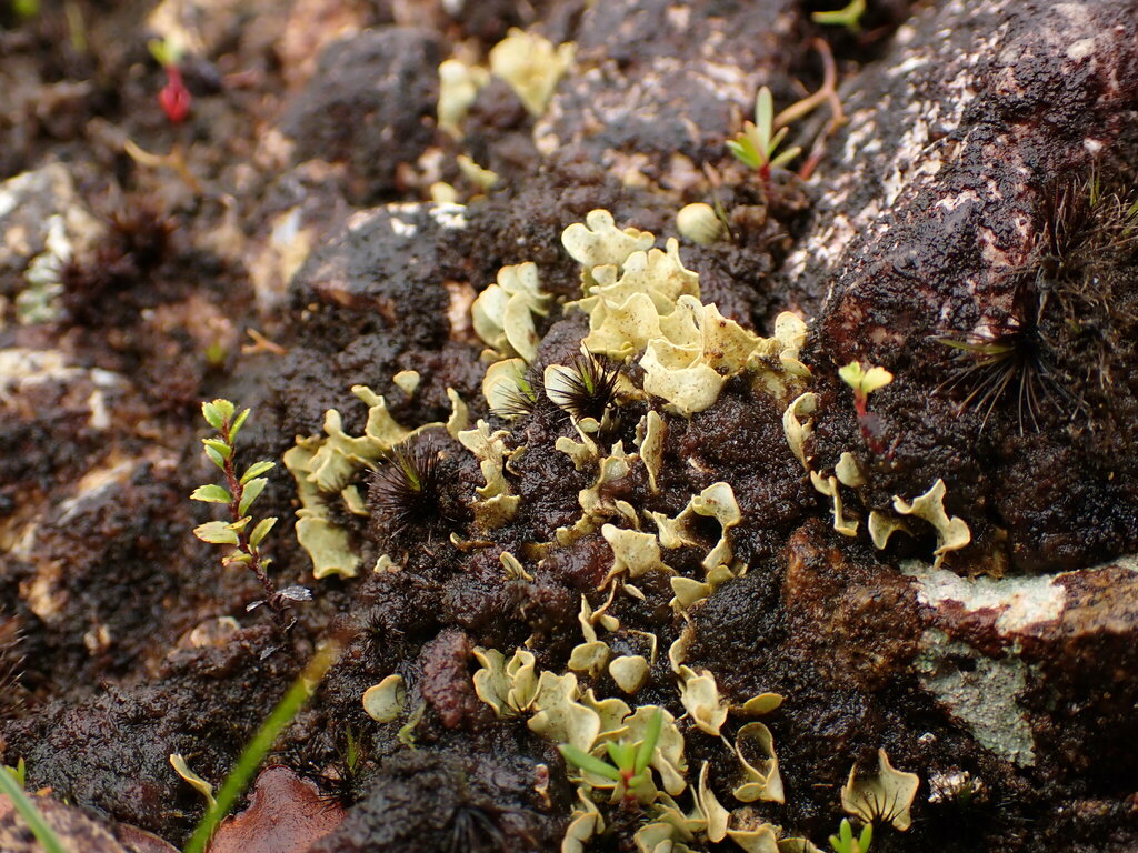 Siphula foliacea