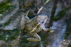 Lithobates onca