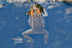 Lithobates onca