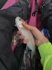 Genyonemus lineatus