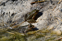 Lithobates onca