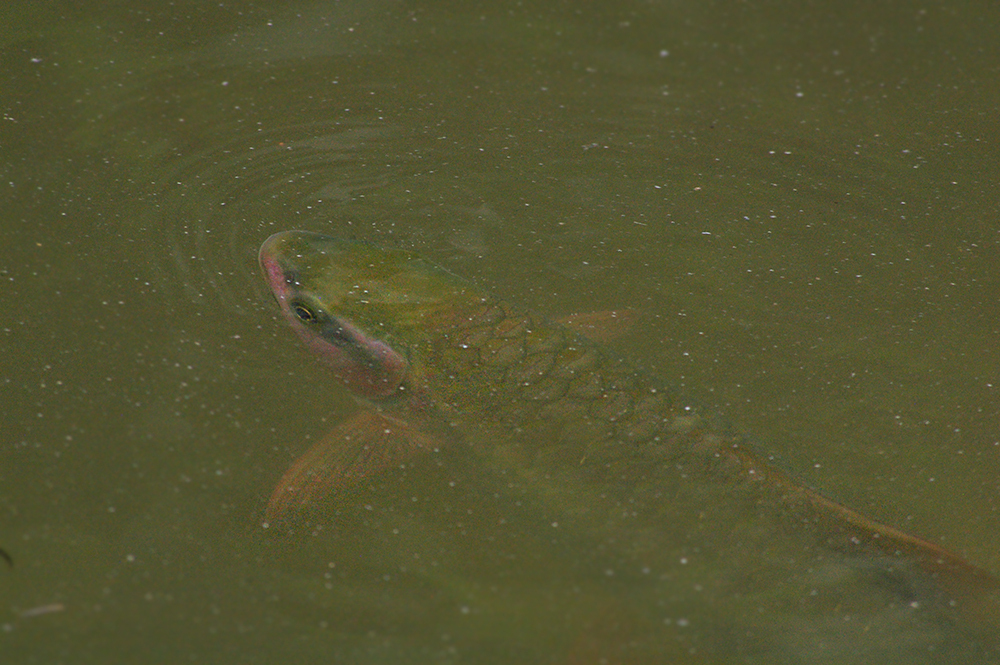 Denticulate barb (Spinibarbus denticulatus) — Cyprinidae