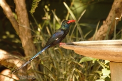 Phoeniculus purpureus