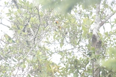 Icterus auricapillus