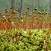 Curveleaf Hypnum Moss - Photo (c) Rob Ireton, some rights reserved (CC BY-NC-SA)
