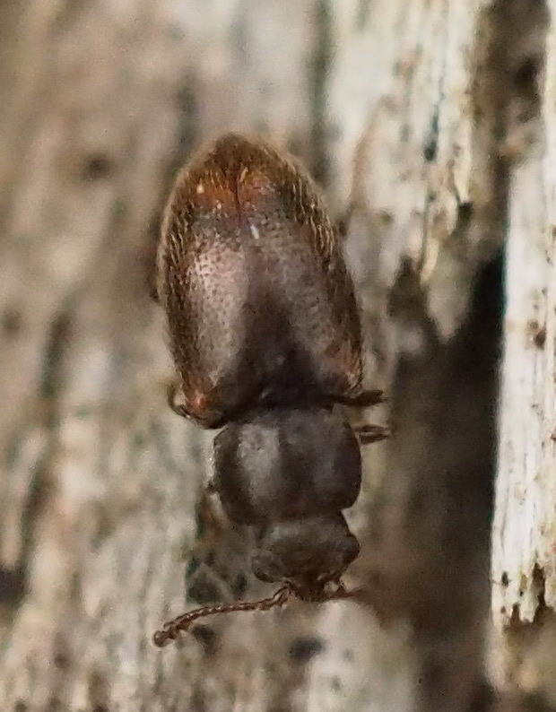 Chilatomaria