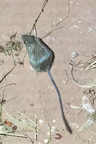 Spiny Pocket Mouse