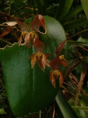 Pleurothallis rowleei image