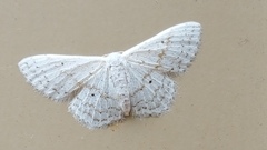 Idaea tacturata