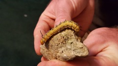 Anisota fuscosa