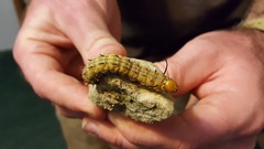 Anisota fuscosa