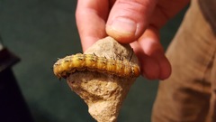 Anisota fuscosa