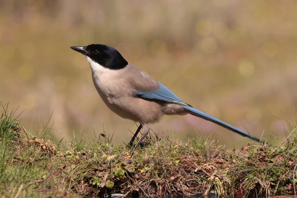 Iberian Magpie photo