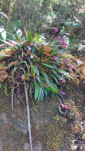 Epidendrum paucifolium Schltr. 2