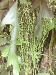 Caryota