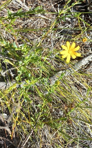 Image of Osteospermum polygaloides by (c) Adele SL, some rights reserved (CC BY)