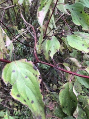 Cornus foemina