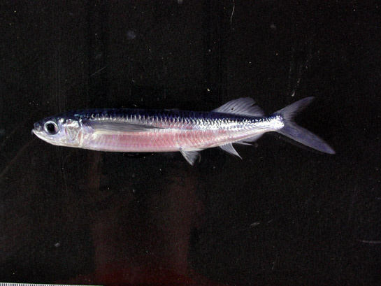 Smallwing Flyingfish