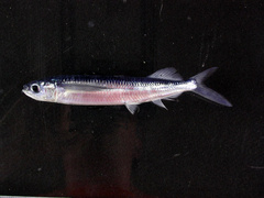 Smallwing Flyingfish photo 1