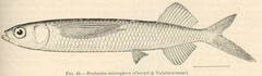 Smallwing Flyingfish photo 2