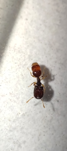 Pheidole templariaPheidole templaria