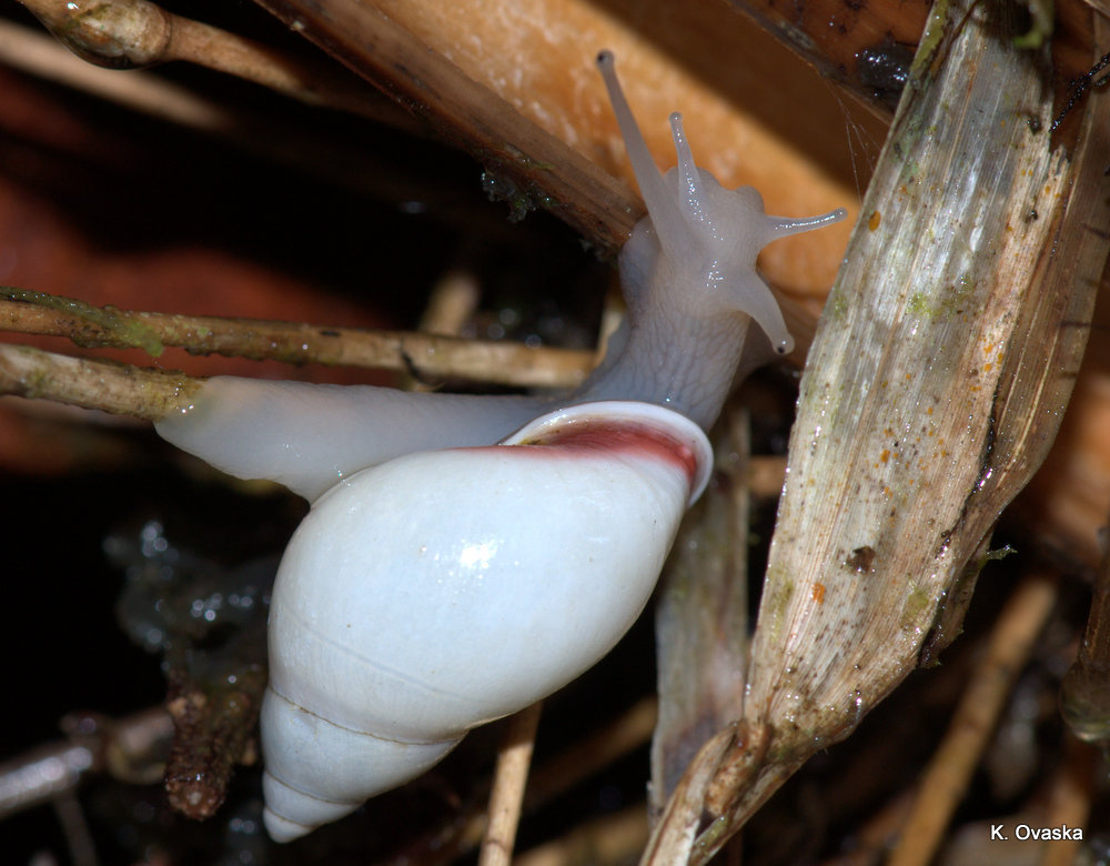 Bulimulidae