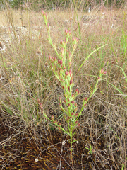 Lechea tenuifolia