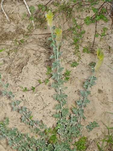 Cecilia's prairie clover (Dalea ceciliana)