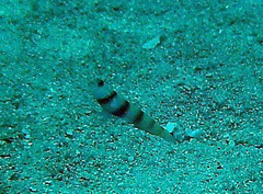 Amblyeleotris steinitzi