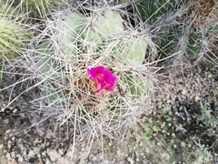 Thelocactus bicolor bicolor
