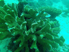 Pocillopora grandis