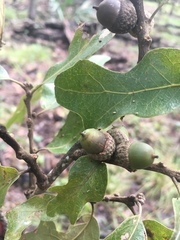 Quercus similis