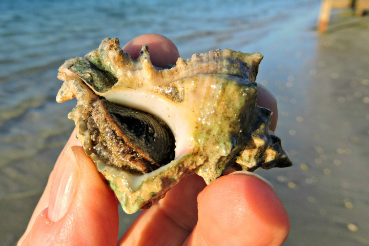 Hexaplex kuesterianus