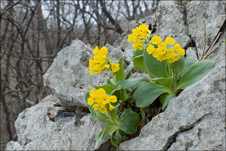 Auricula