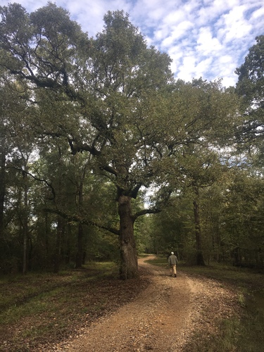 Bottomland Post Oak