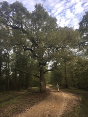 Quercus similis