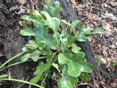 Quercus similis
