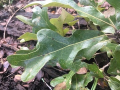 Quercus similis