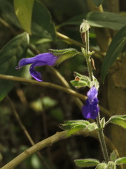 Salvia amethystina
