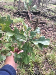 Quercus similis
