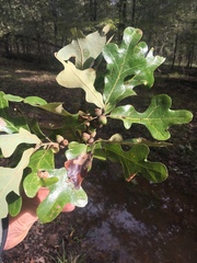 Quercus similis