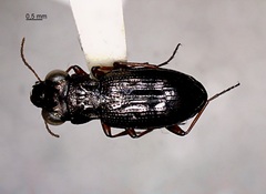 Notiophilus aeneus