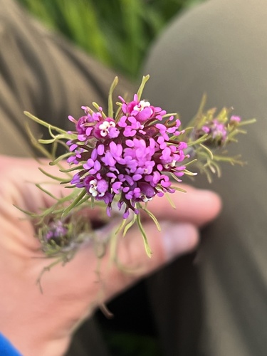 iNaturalist observation photo of purple owl's-clover